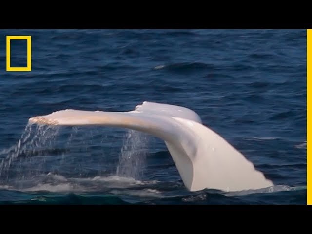 Qué Relata La Leyenda De Mocha Dick, La Ballena Blanca Chilena 17 ballena blanca gigante en oceano abierto