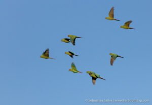 bosque nativo chileno con aves volando