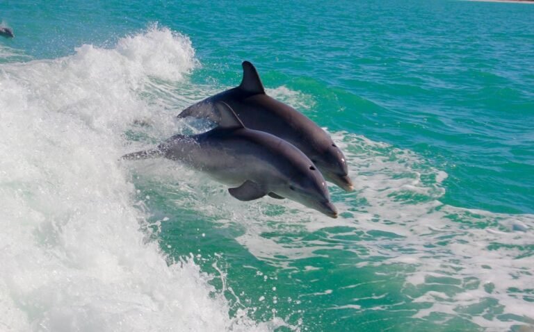 Dónde puedo ver delfines en Punta de Choros, Chile 6 Dónde puedo ver delfines en Punta de Choros, Chile