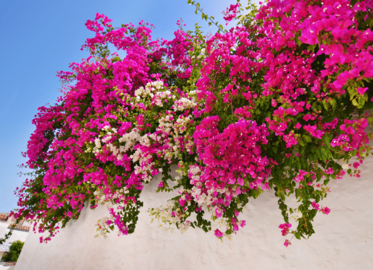 jardin con flores y arboles soleados