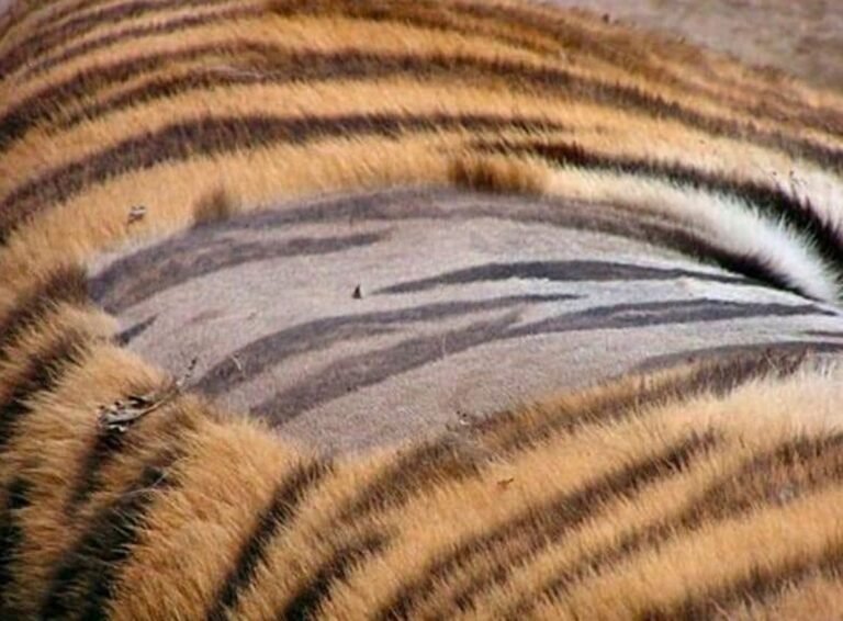 Por Qué Tienen Las Rayas Del Tigre Su Patrón Único 3 Por Qué Tienen Las Rayas Del Tigre Su Patrón Único